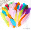 Bright Colours Feathers